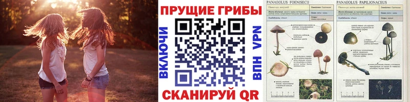 Галлюциногенные грибы MAGIC MUSHROOMS  Тейково 